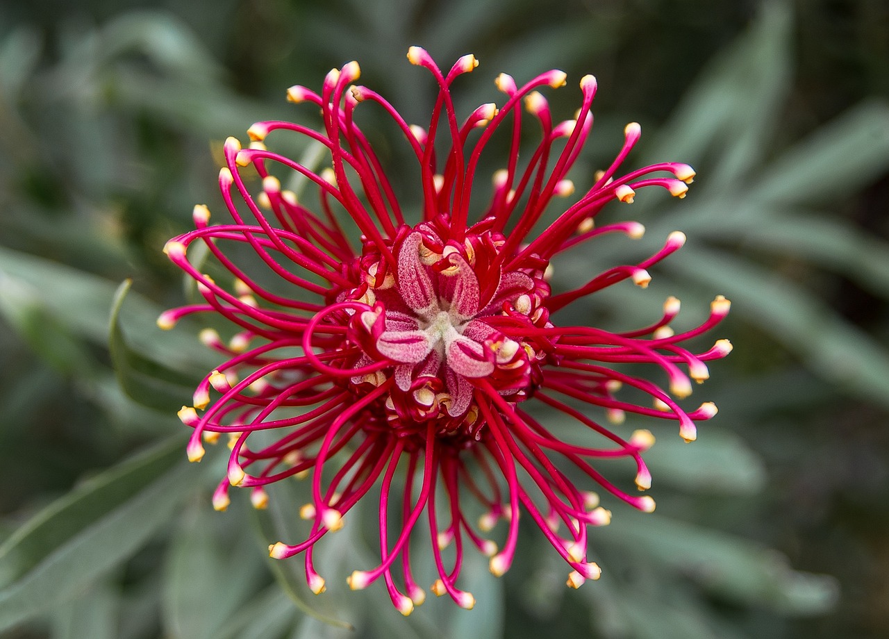 Inheemse bloemen in bloeiende Nederlandse tuin.