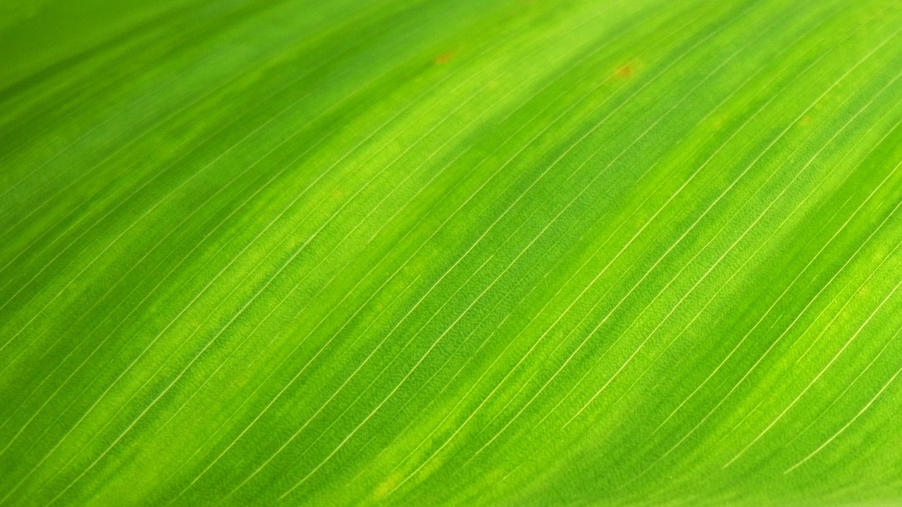 Groene bladmotieven op woonkamerbehang. Groene bladmotieven op woonkamerbehang.