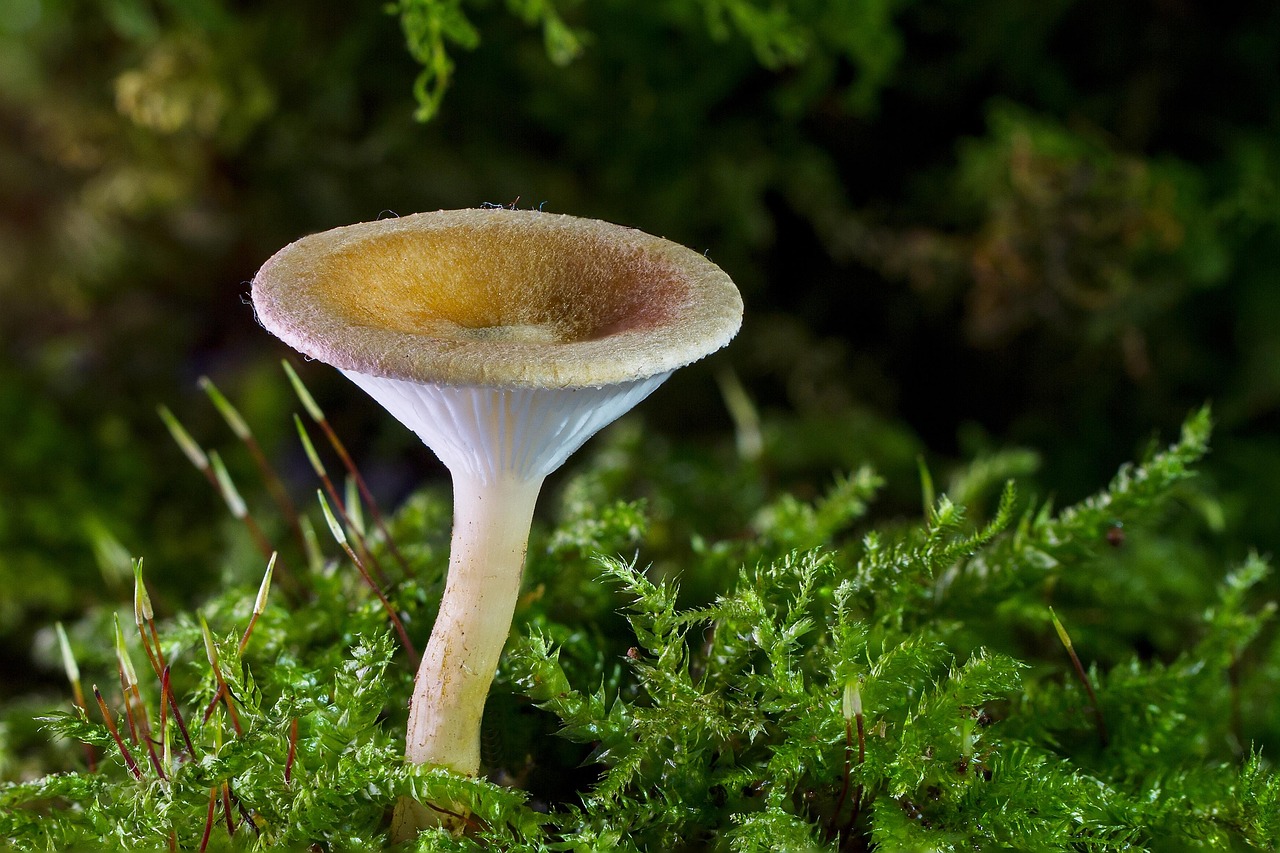 Handen oogsten sla uit mini kweektuin.