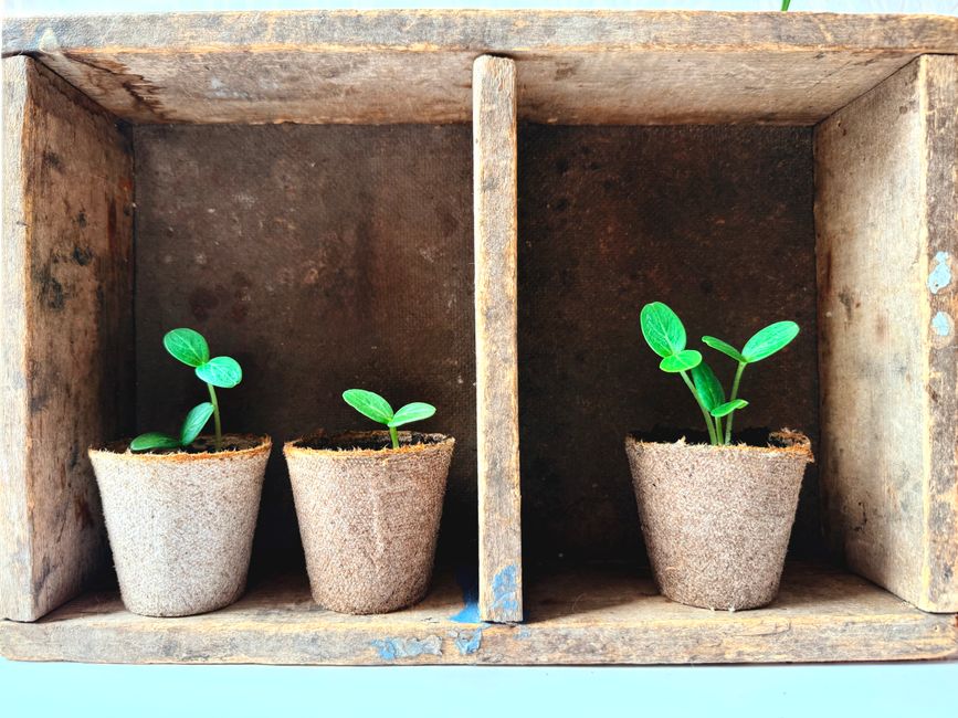 Verscheidenheid groenten groeiend in mini kweektuin.