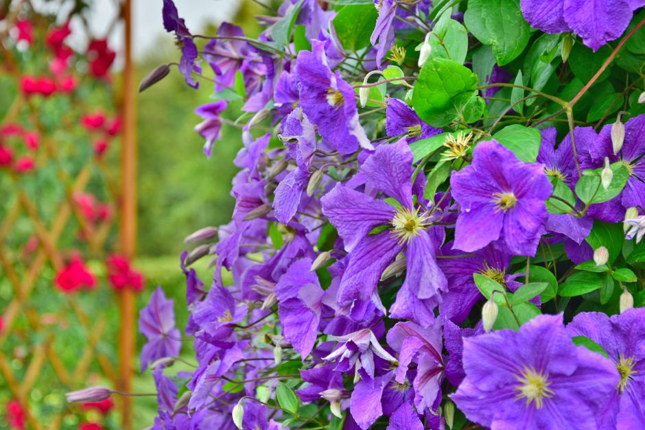Klimplanten omzomen tuinmuur, creëren schaduwzone. Klimplanten omzomen tuinmuur, creëren schaduwzone.