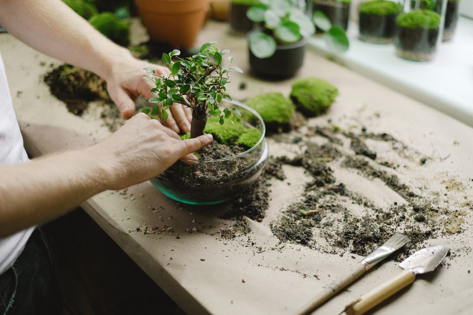 Miniatuurtuin met bonsai en mos.