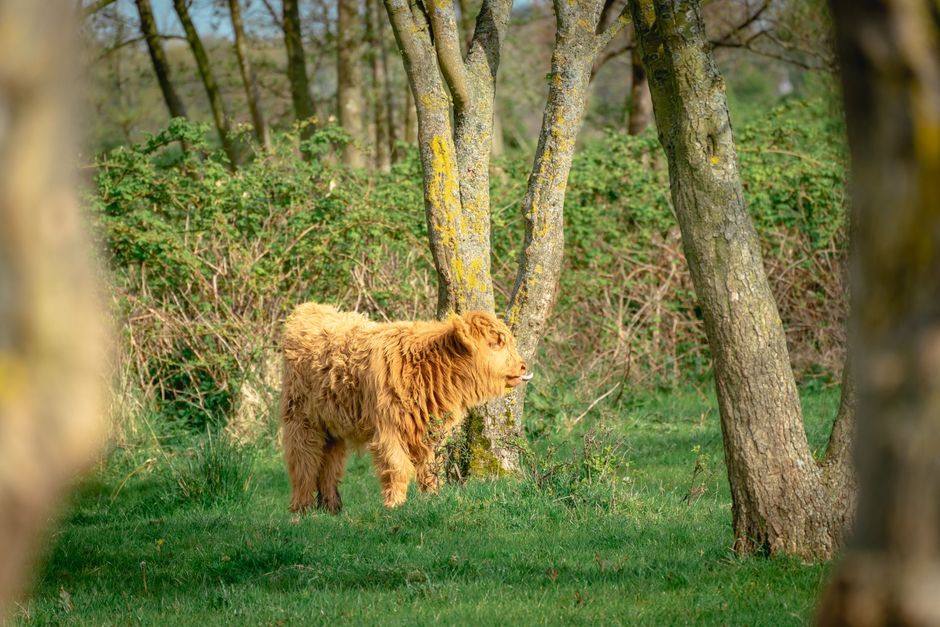 Kudde schotse hooglanders bij zonsopgang.