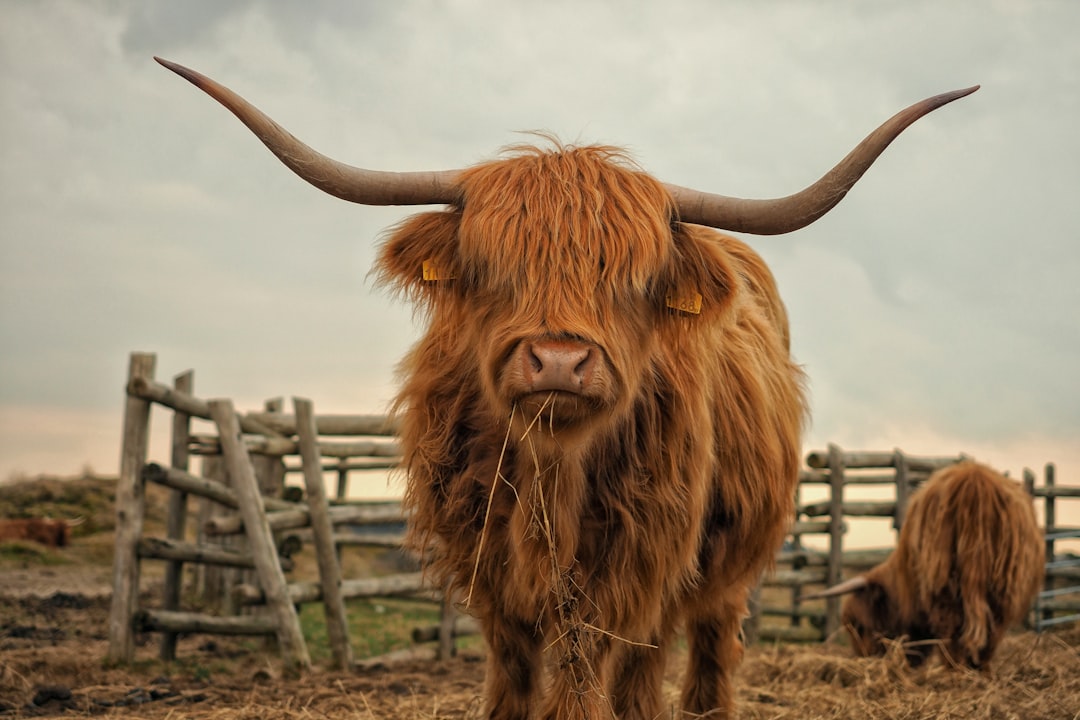 Schotse hooglander rust in groene wei.