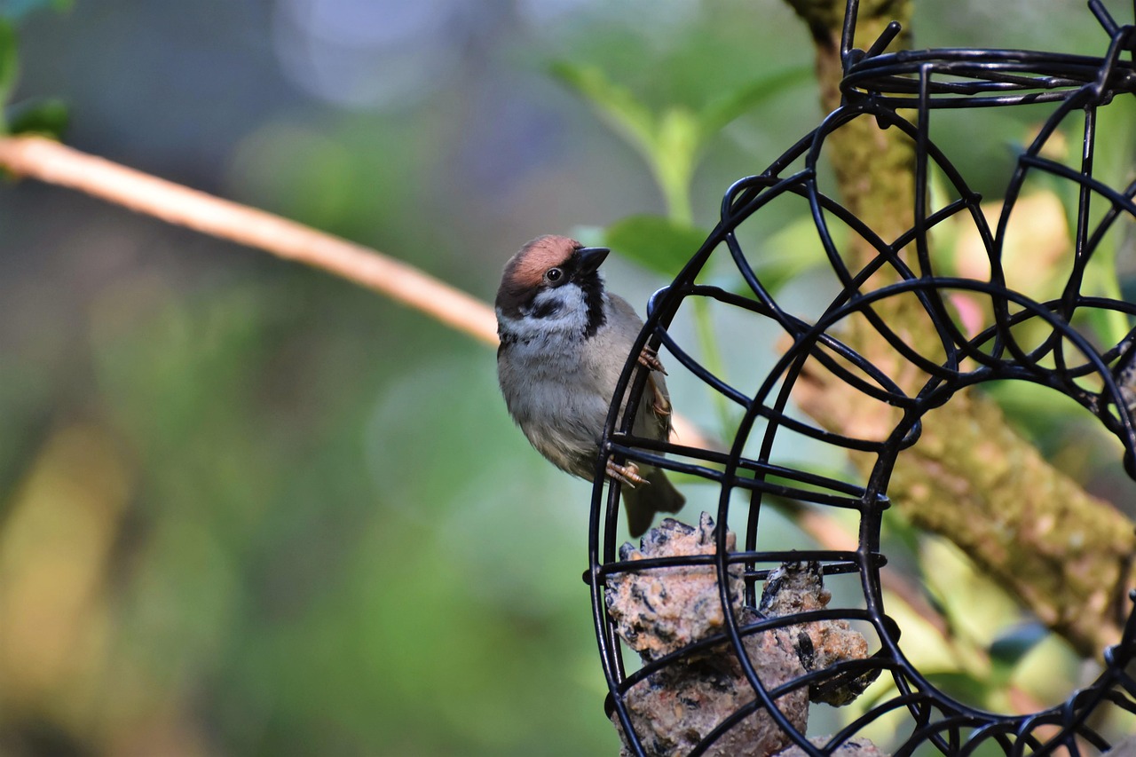 Natuurlijke vijver als drinkplaats voor vogels. Natuurlijke vijver als drinkplaats voor vogels.