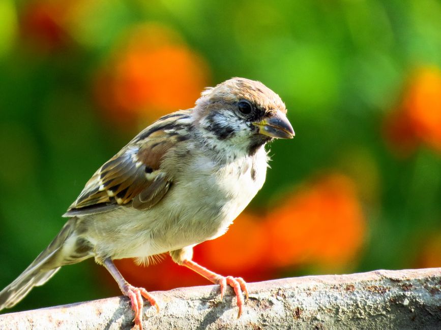 Vogelvriendelijke tuin met diverse inheemse planten. Vogelvriendelijke tuin met diverse inheemse planten.