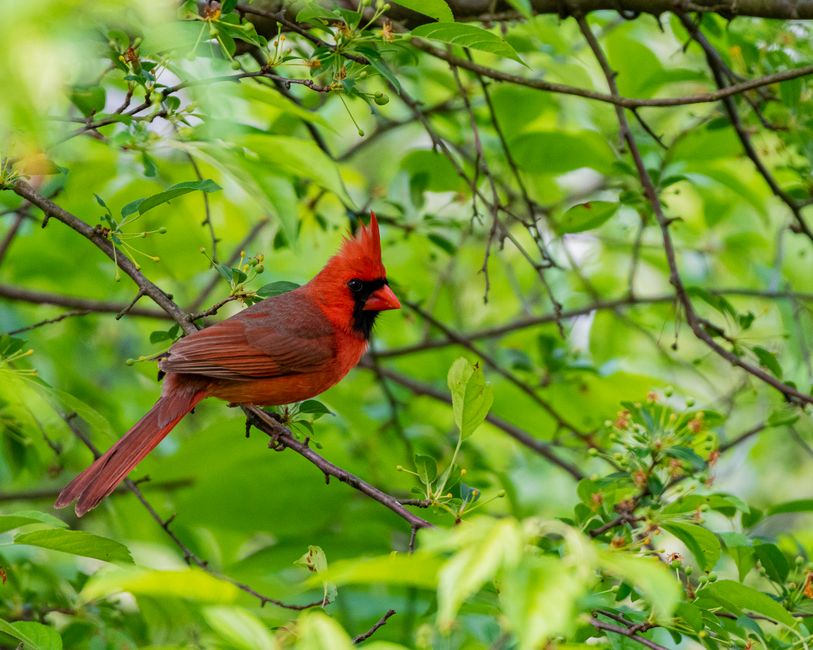 Voederstation trekt kleurrijke lokale vogels aan. Voederstation trekt kleurrijke lokale vogels aan.